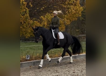 Koń oldenburski, Klacz, 10 lat, 169 cm, Kara