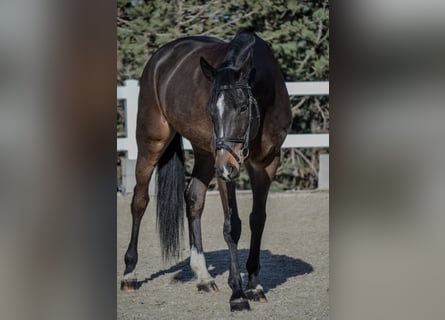 Koń oldenburski, Klacz, 10 lat, 170 cm, Ciemnogniada