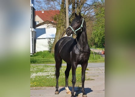 Koń oldenburski, Klacz, 10 lat, 170 cm, Kara