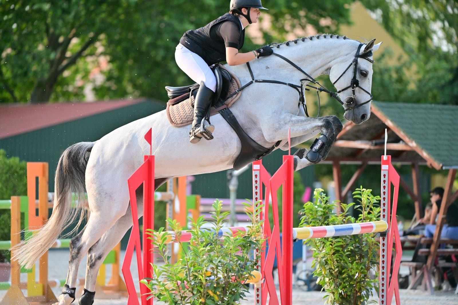 Koń oldenburski, Klacz, 10 lat, 178 cm, Siwa