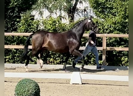 Koń oldenburski, Klacz, 11 lat, 163 cm, Ciemnogniada