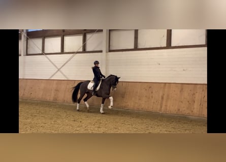 Koń oldenburski, Klacz, 11 lat, 164 cm, Ciemnogniada