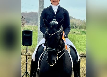 Koń oldenburski, Klacz, 11 lat, 166 cm, Kara