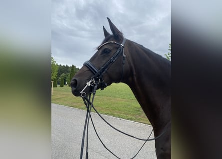 Koń oldenburski, Klacz, 11 lat, 167 cm, Skarogniada