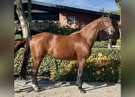 Koń oldenburski, Klacz, 11 lat, 168 cm, Gniada