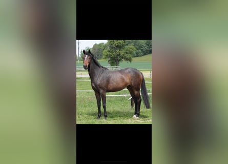 Koń oldenburski, Klacz, 11 lat, 170 cm, Ciemnogniada