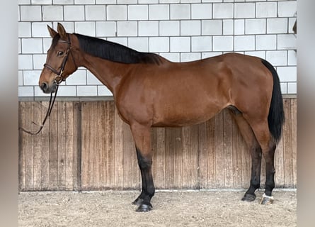 Koń oldenburski, Klacz, 12 lat, 165 cm, Gniada