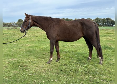 Koń oldenburski, Klacz, 12 lat, 168 cm, Ciemnokasztanowata