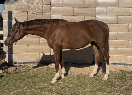 Koń oldenburski, Klacz, 12 lat, 168 cm, Kasztanowata