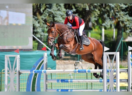 Koń oldenburski, Klacz, 12 lat, 170 cm, Gniada