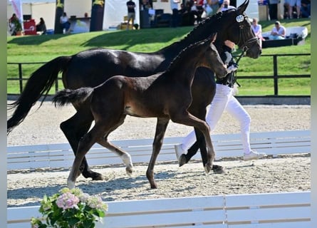 Koń oldenburski, Klacz, 12 lat, 170 cm, Kara