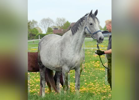 Koń oldenburski, Klacz, 13 lat, 166 cm, Siwa