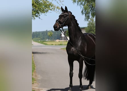 Koń oldenburski, Klacz, 13 lat, 169 cm, Skarogniada