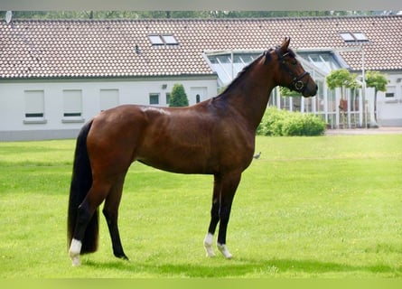 Koń oldenburski, Klacz, 13 lat, 170 cm, Gniada