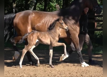 Koń oldenburski, Klacz, 13 lat, 170 cm