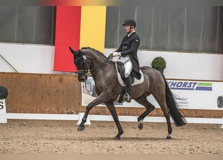 Koń oldenburski, Klacz, 13 lat, 171 cm, Gniada