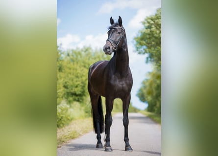 Koń oldenburski, Klacz, 13 lat, 175 cm, Skarogniada