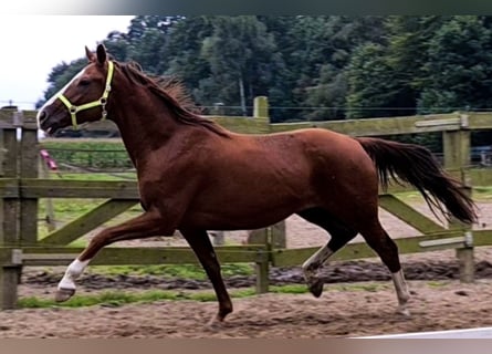 Koń oldenburski, Klacz, 14 lat, 164 cm, Kasztanowata