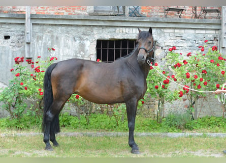 Koń oldenburski, Klacz, 14 lat, 170 cm, Gniada