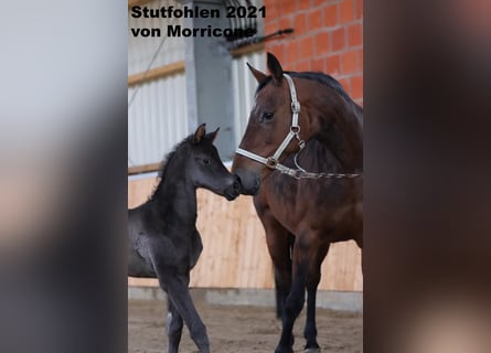 Koń oldenburski, Klacz, 15 lat, 163 cm, Gniada