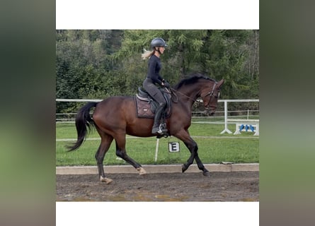 Koń oldenburski, Klacz, 15 lat, 166 cm, Gniada