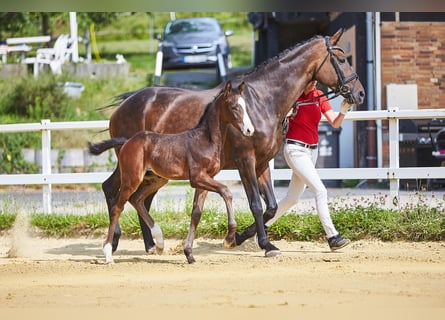Koń oldenburski, Klacz, 15 lat, 168 cm, Ciemnogniada