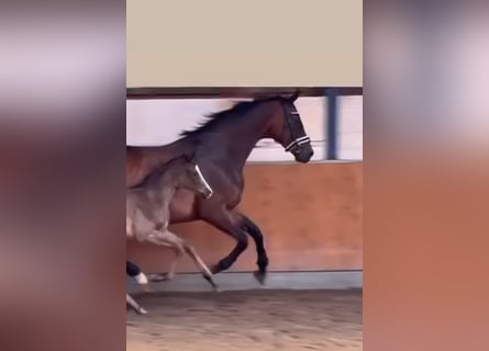 Koń oldenburski, Klacz, 15 lat, 169 cm, Gniada