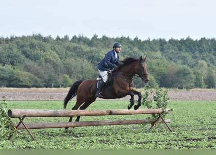 Koń oldenburski, Klacz, 15 lat, 172 cm, Gniada