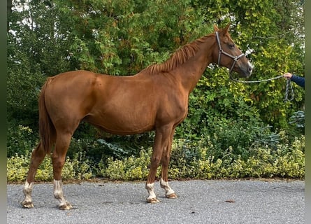 Koń oldenburski, Klacz, 16 lat, 166 cm, Ciemnokasztanowata