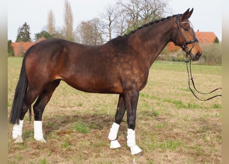 Koń oldenburski, Klacz, 17 lat, 170 cm, Gniada