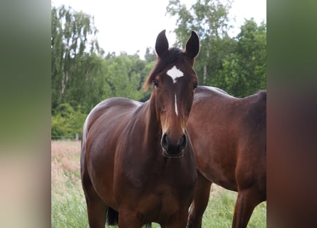Koń oldenburski, Klacz, 1 Rok, 167 cm, Ciemnogniada
