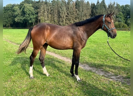 Koń oldenburski, Klacz, 1 Rok, 170 cm, Gniada