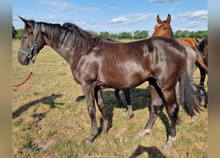 Koń oldenburski, Klacz, 1 Rok, 170 cm, Kara