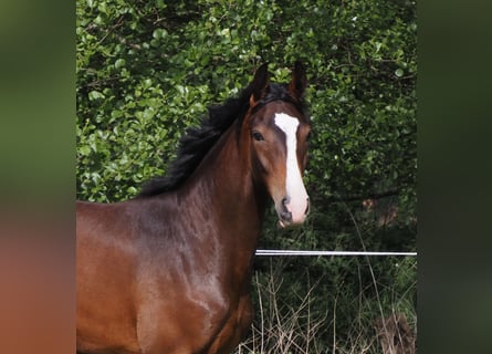 Koń oldenburski, Klacz, 1 Rok, 173 cm, Ciemnogniada