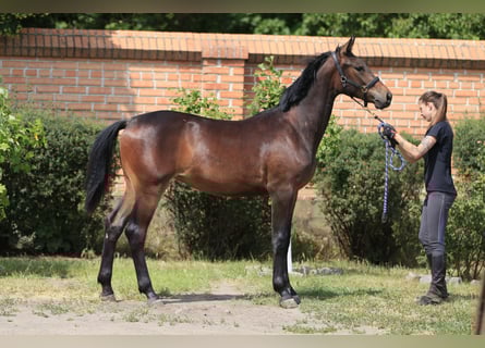 Koń oldenburski, Klacz, 1 Rok