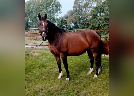 Koń oldenburski, Klacz, 20 lat, 160 cm, Gniada