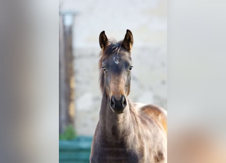 Koń oldenburski, Klacz, 2 lat, 160 cm, Ciemnogniada