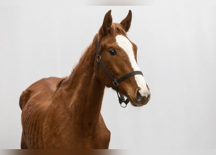 Koń oldenburski, Klacz, 2 lat, 163 cm, Ciemnokasztanowata