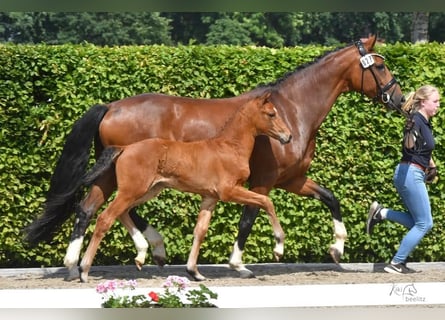 Koń oldenburski, Klacz, 2 lat, 165 cm, Gniada