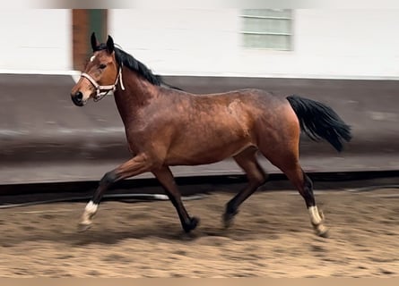 Koń oldenburski, Klacz, 2 lat, 166 cm, Gniada