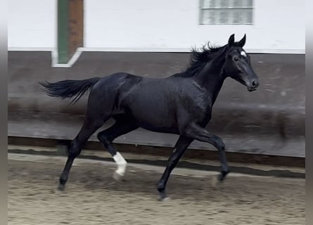 Koń oldenburski, Klacz, 2 lat, 166 cm, Kara