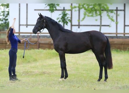 Koń oldenburski, Klacz, 2 lat, 166 cm, Kara