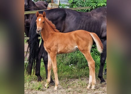 Koń oldenburski, Klacz, 2 lat, 169 cm, Ciemnokasztanowata