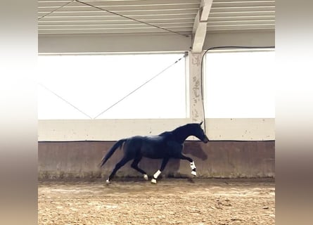 Koń oldenburski, Klacz, 2 lat, 170 cm, Ciemnogniada
