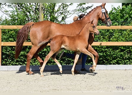 Koń oldenburski, Klacz, 2 lat, 170 cm, Kasztanowata