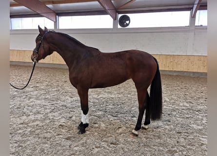 Koń oldenburski, Klacz, 3 lat, 158 cm, Gniada