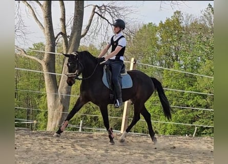 Koń oldenburski, Klacz, 3 lat, 161 cm, Ciemnogniada