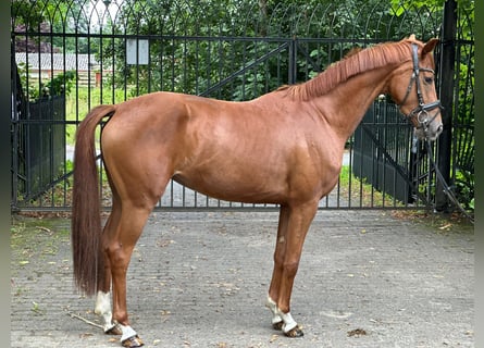 Koń oldenburski, Klacz, 3 lat, 162 cm, Kasztanowata