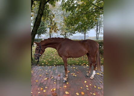 Koń oldenburski, Klacz, 3 lat, 162 cm, Kasztanowata