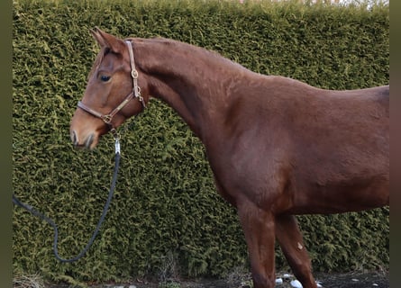 Koń oldenburski, Klacz, 3 lat, 162 cm